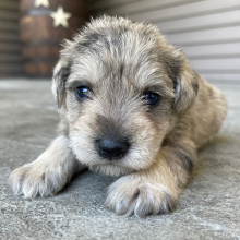 Miniature Schnauzer Puppy Ralph
