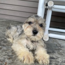 Miniature Schnauzer Puppy Ralph