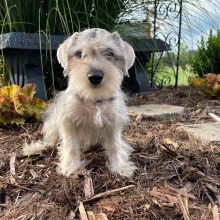 Miniature Schnauzer Puppy Ralph