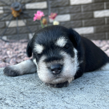 Miniature Schnauzer Puppy Sebastian