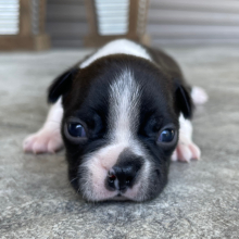 Boston Terrier Puppy Kyson