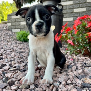 Boston Terrier Puppy Kyson