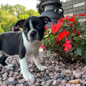 Boston Terrier Puppy Kyson