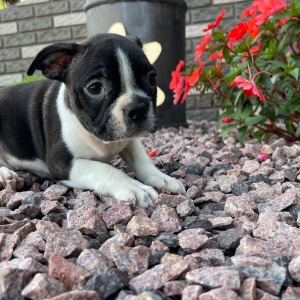 Boston Terrier Puppy Kyson
