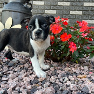 Boston Terrier Puppy Kyson