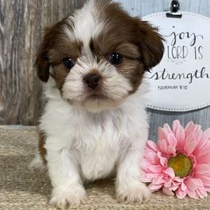 Shih Tzu Puppy Maleena