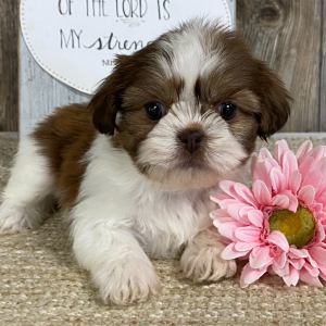 Shih Tzu Puppy Maleena