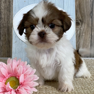 Shih Tzu Puppy Maleena