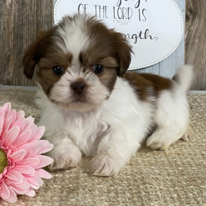 Shih Tzu Puppy Maleena