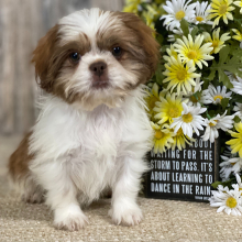 Shih Tzu Puppy Maleena