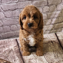 Cavapoo Puppy Kobe