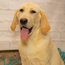 Labrador Retriever Puppy Luke