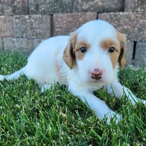 Goldendoodle Puppy Tait