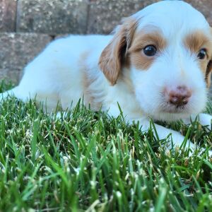 Goldendoodle Puppy Tait