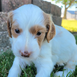 Goldendoodle Puppy Tait