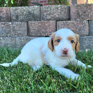 Goldendoodle Puppy Tait