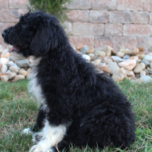 Portuguese Water Dog Puppy Skipper