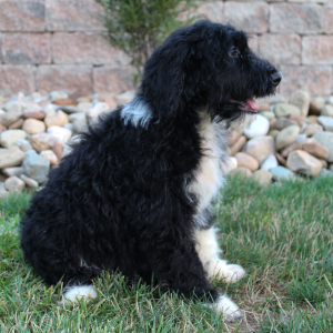 Portuguese Water Dog Puppy Skipper