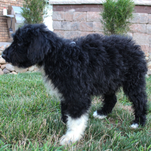 Portuguese Water Dog Puppy Skipper