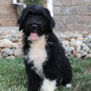 Portuguese Water Dog Puppy Skipper