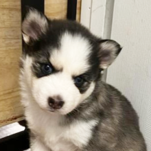 Pomsky Puppy Macy