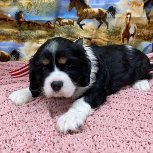 Cockalier Puppy Winston