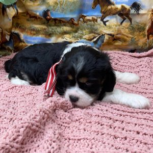 Cockalier Puppy Winston