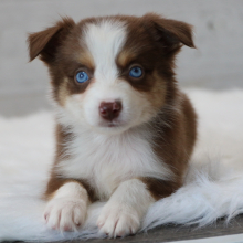 Australian Shepherd Puppy Claire