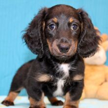 Dachshund Puppy Deacon