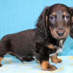 Dachshund Puppy Deacon