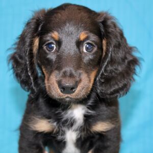 Dachshund Puppy Deacon
