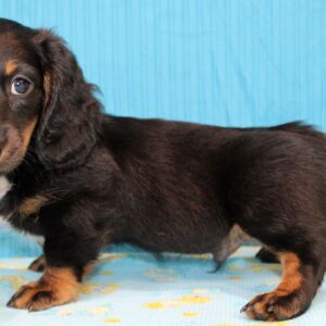 Dachshund Puppy Deacon