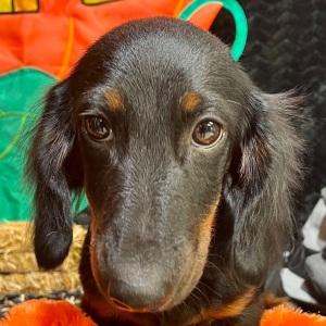 Dachshund Puppy Deacon