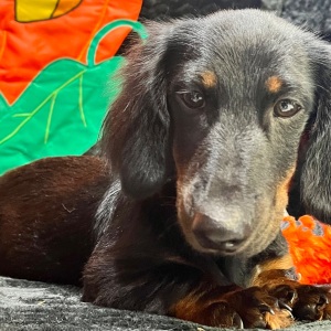 Dachshund Puppy Deacon