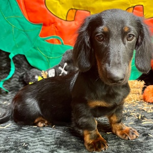 Dachshund Puppy Deacon