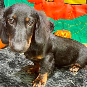 Dachshund Puppy Deacon