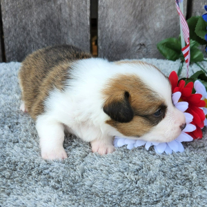 Pembroke Welsh Corgi Puppy Meeko