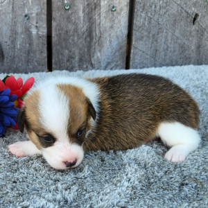 Pembroke Welsh Corgi Puppy Meeko