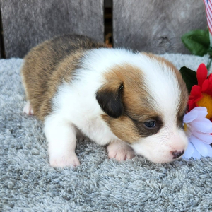 Pembroke Welsh Corgi Puppy Meeko