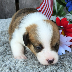 Pembroke Welsh Corgi Puppy Meeko