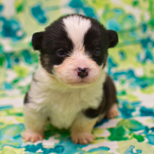 Pembroke Welsh Corgi Puppy Truman