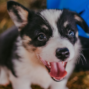 Pembroke Welsh Corgi Puppy Truman