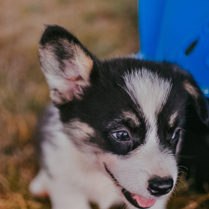 Pembroke Welsh Corgi Puppy Truman