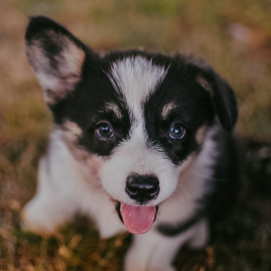 Pembroke Welsh Corgi Puppy Truman