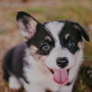 Pembroke Welsh Corgi Puppy Truman