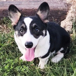 Pembroke Welsh Corgi Puppy Truman