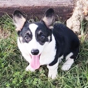 Pembroke Welsh Corgi Puppy Truman