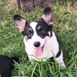 Pembroke Welsh Corgi Puppy Truman
