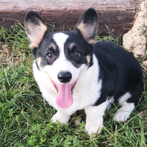 Pembroke Welsh Corgi Puppy Truman