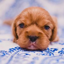 Cavalier King Charles Spaniel Puppy Ruger